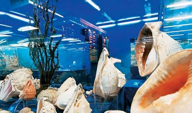 Nautilos Museum – Exploring Marine Life in Northern Evia